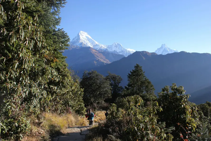 Trekker hiking through a lush Himalayan trail with mountain views during Nepal’s monsoon season