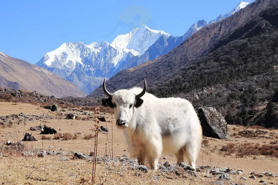White yak in Pangboche, Nepal with Himalayan mountain views.