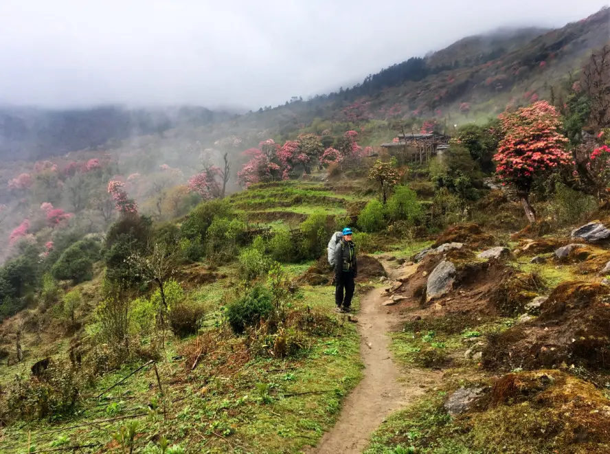Trekker walking through blooming rhododendron forests on a scenic Nepal trekking trail in spring