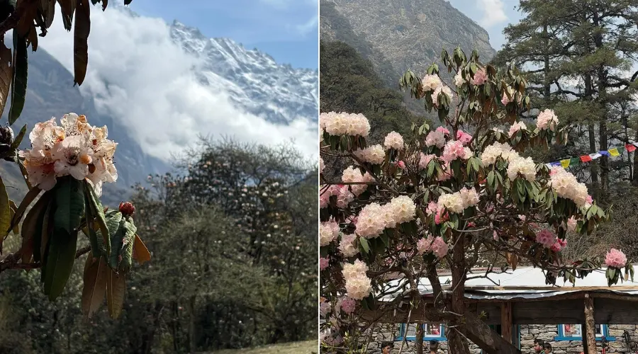 Blooming rhododendrons and lush green Himalayan scenery in June Nepal