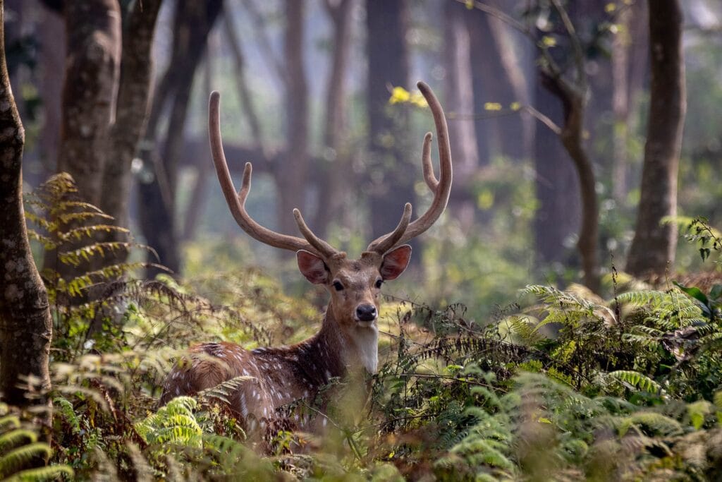 Chitwan