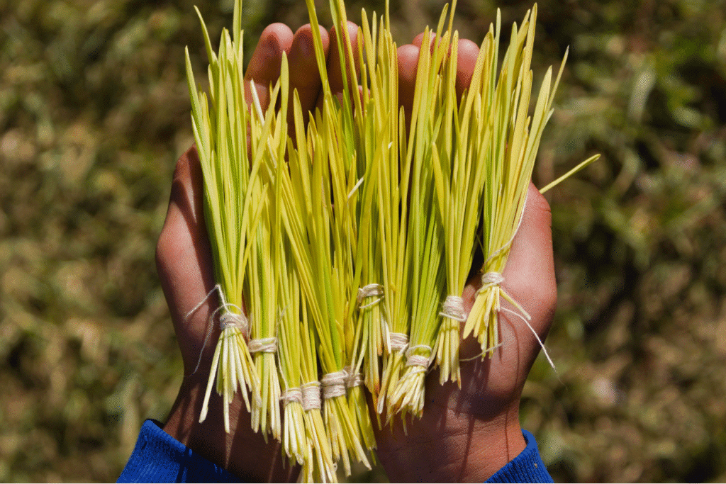 Dashain in Nepal