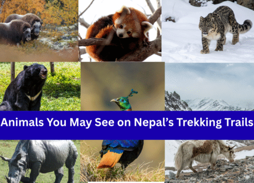 Wildlife Encounters: Animals You May See on Nepal’s Trekking Trails