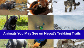 Wildlife Encounters: Animals You May See on Nepal’s Trekking Trails