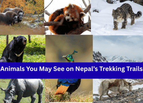 Wildlife Encounters: Animals You May See on Nepal’s Trekking Trails