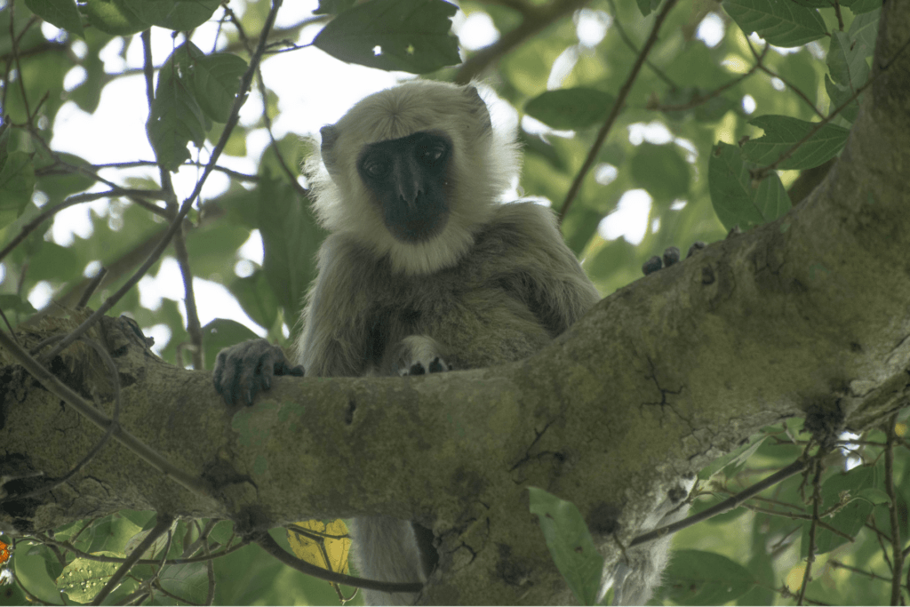 hidden nature wonder